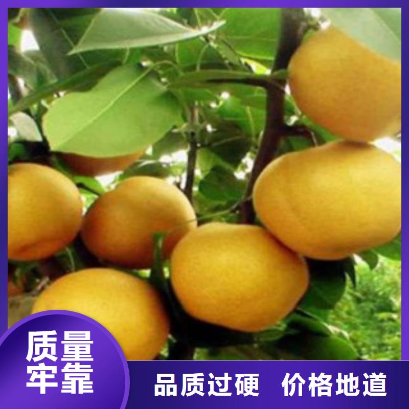 梨樹苗廠家