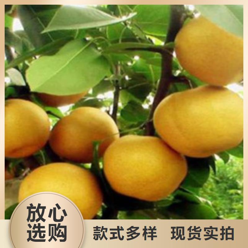 供應梨樹苗現貨