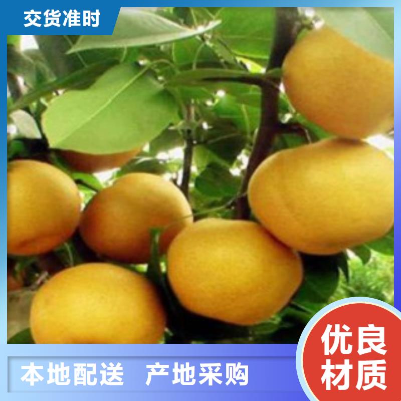 梨樹苗-歡迎您