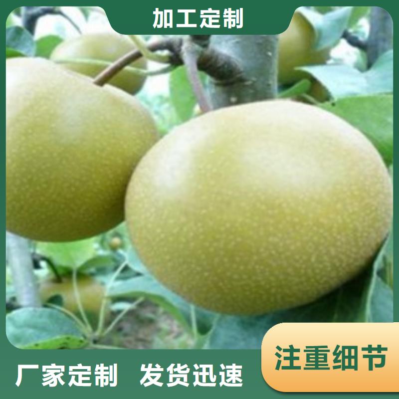 杜梨樹苗產地