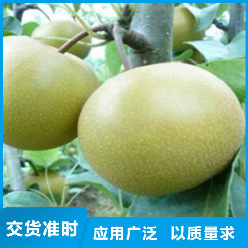 梨樹苗批發(fā)零售-定做_興海苗木種植合作社