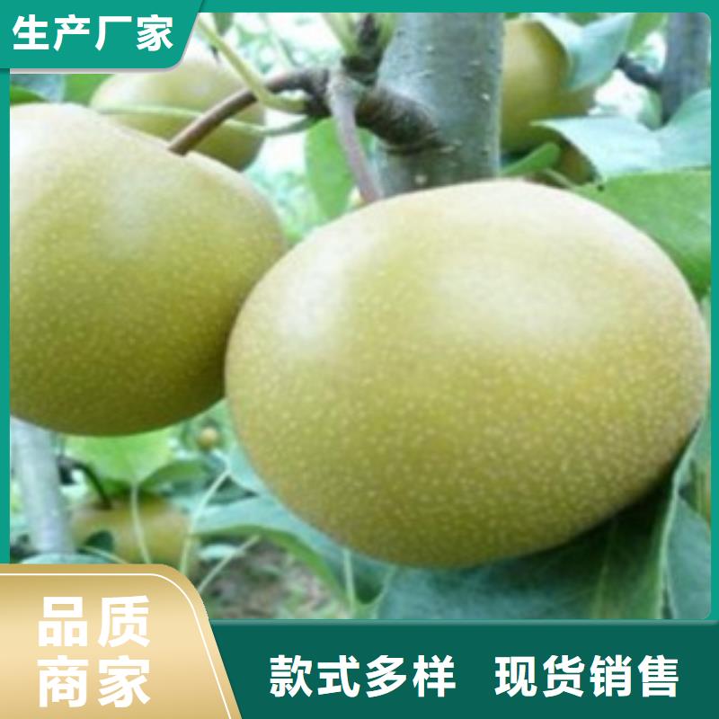 梨樹苗產地貨源