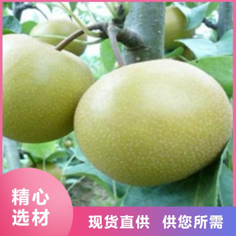 梨樹苗-歡迎您