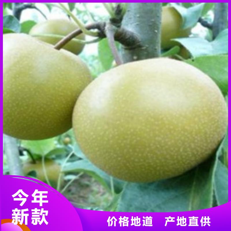 梨樹苗現貨供應-可定制