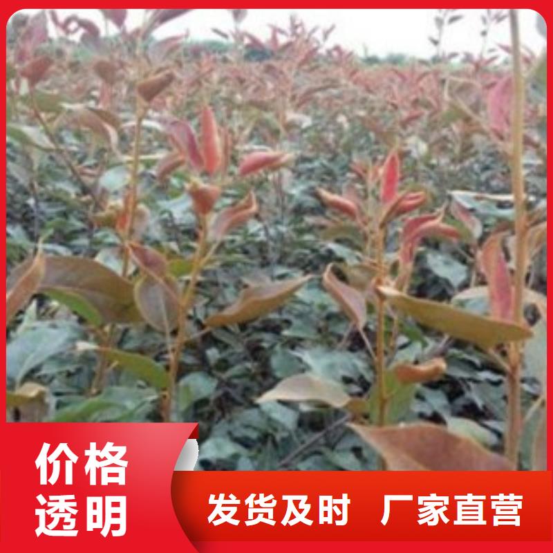 歡迎訪問(wèn)##梨樹(shù)苗價(jià)格##