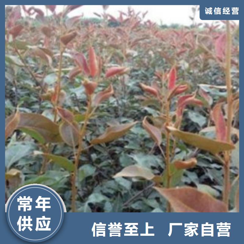 買的放心-梨樹苗廠家