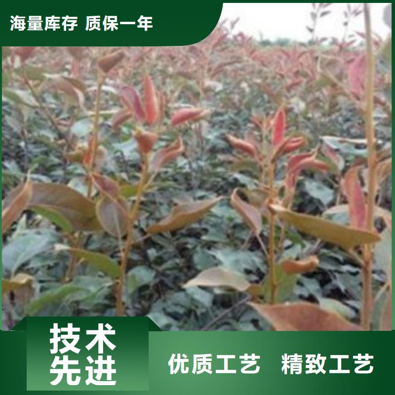 巴梨苗種植基地