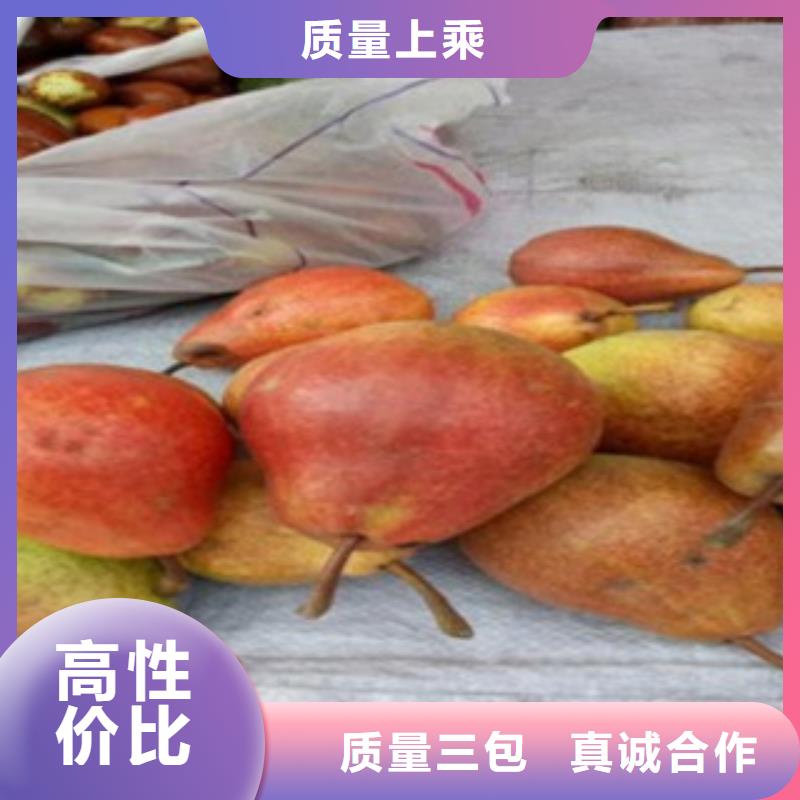 梨樹苗廠家_精益求精