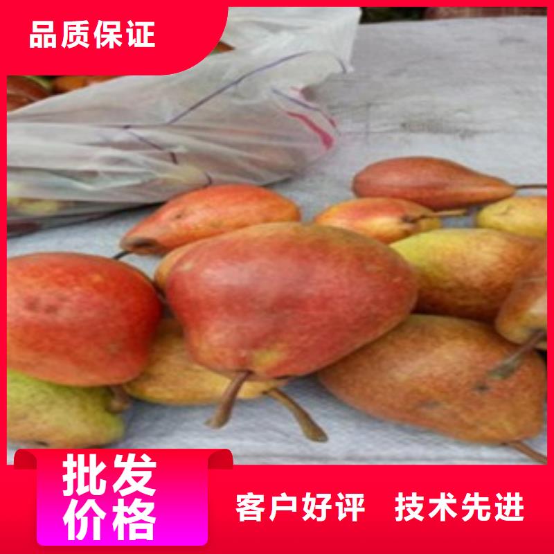新世紀梨樹苗病蟲防治