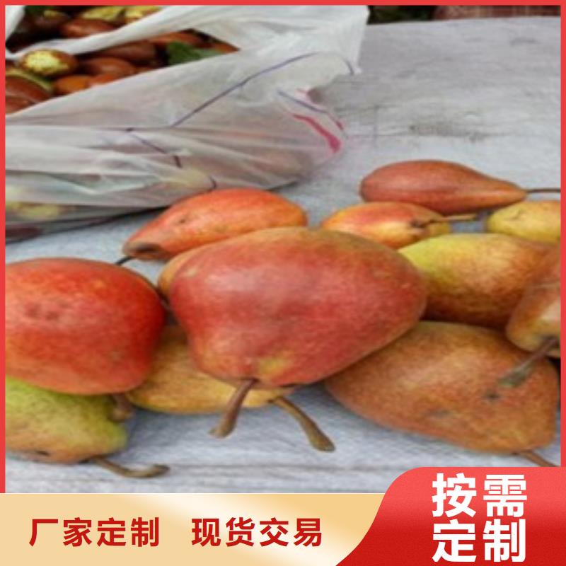 梨樹苗廠家直銷