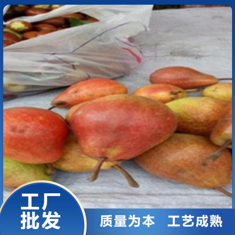 糖梨樹苗畝產(chǎn)多少
