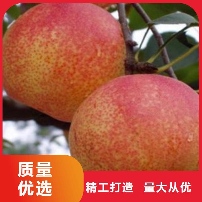 鴨梨苗栽培時間