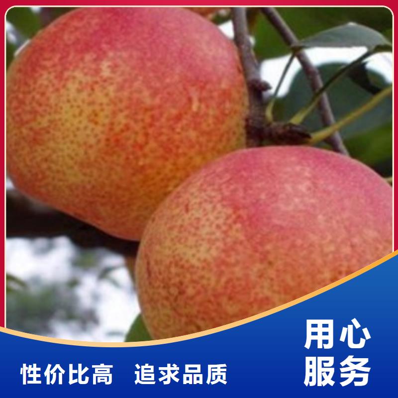 梨樹苗-歡迎您