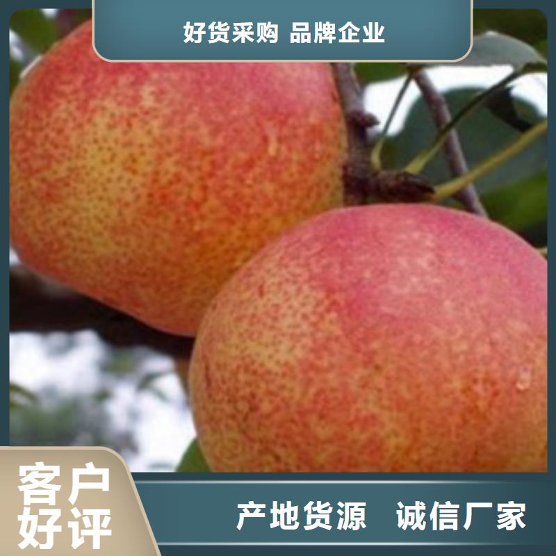 梨樹苗廠家量大優惠