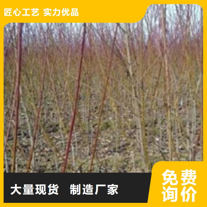 梨樹苗暢銷全國