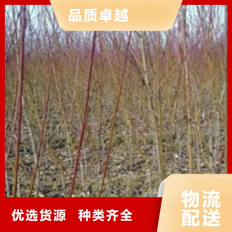 蘋果梨樹苗批發基地
