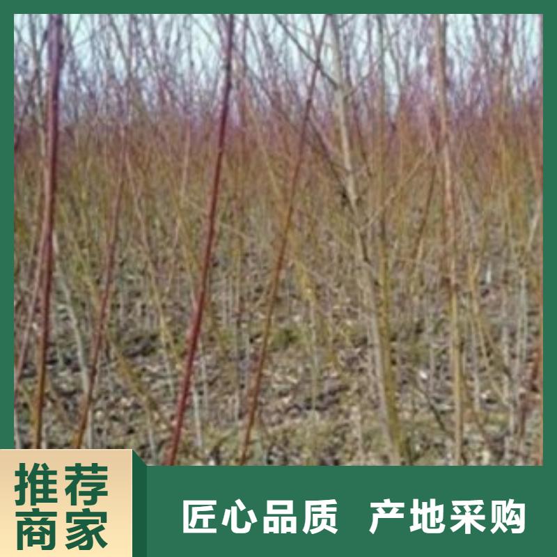 梨苗專業合作社