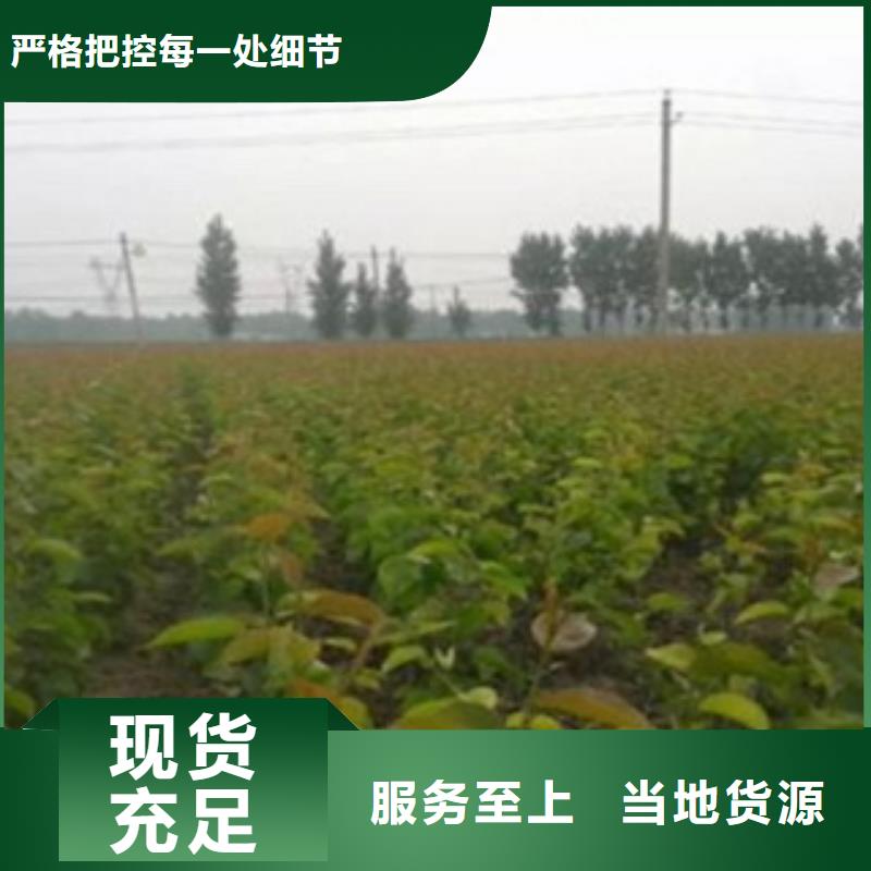 梨樹苗專業合作社