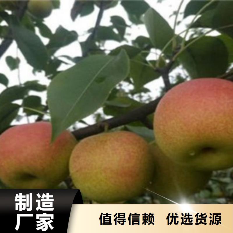 京白梨苗什么價格