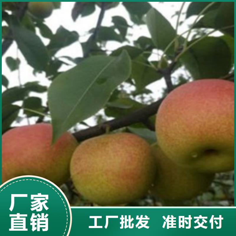 梨樹苗可來電定制-質量可靠