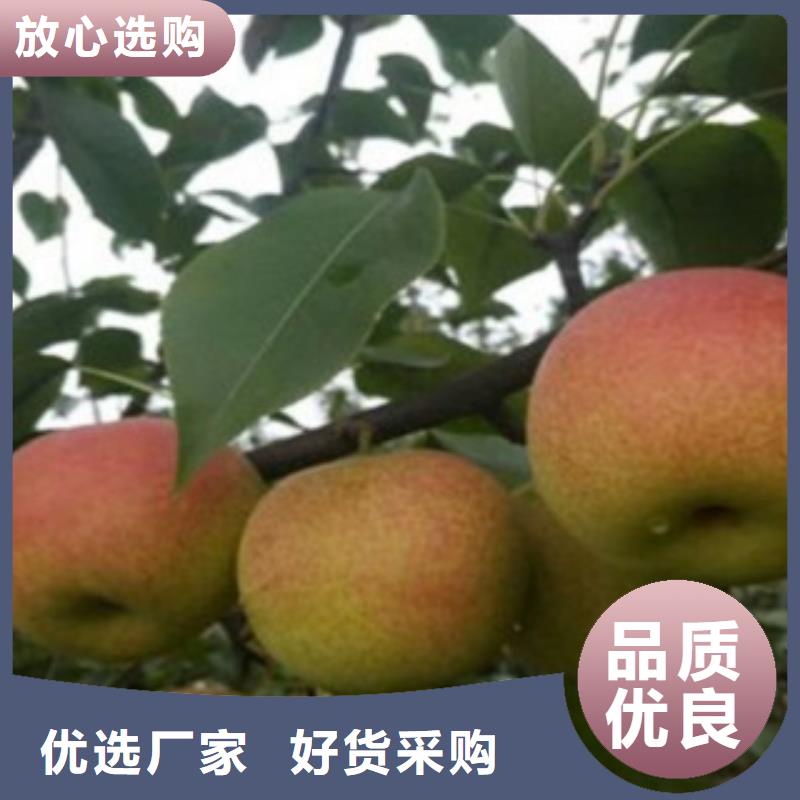 梨樹苗批發(fā)零售-定做_興海苗木種植合作社