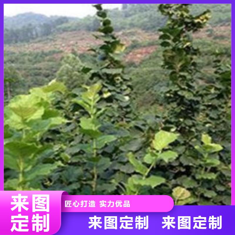 早酥紅梨樹(shù)苗批發(fā)低價(jià)