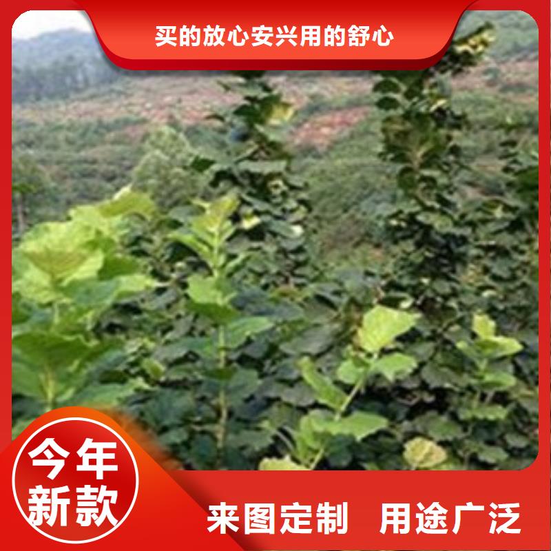 梨樹苗批發-歡迎詢價