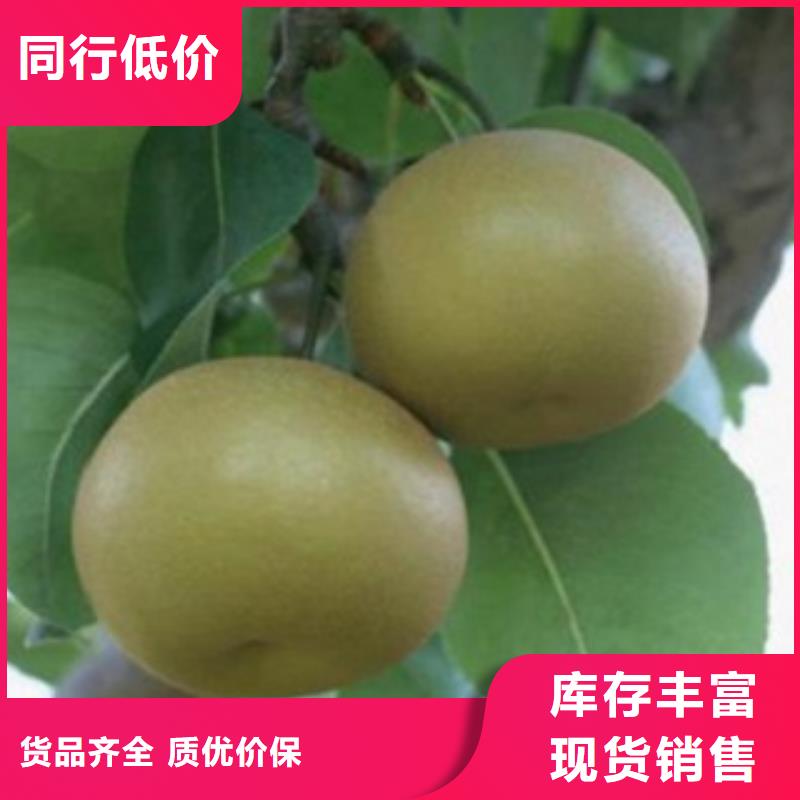 歡迎訪問(wèn)##梨樹(shù)苗價(jià)格##