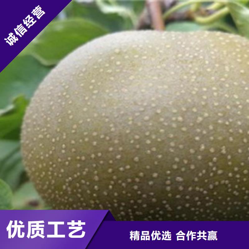 新產品：梨樹苗采購