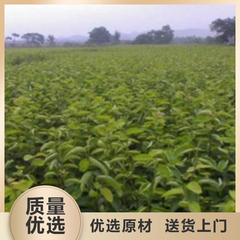 梨樹苗可來電定制-質量可靠