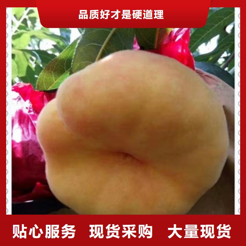 桃樹(shù)苗-桃樹(shù)苗質(zhì)優(yōu)價(jià)廉