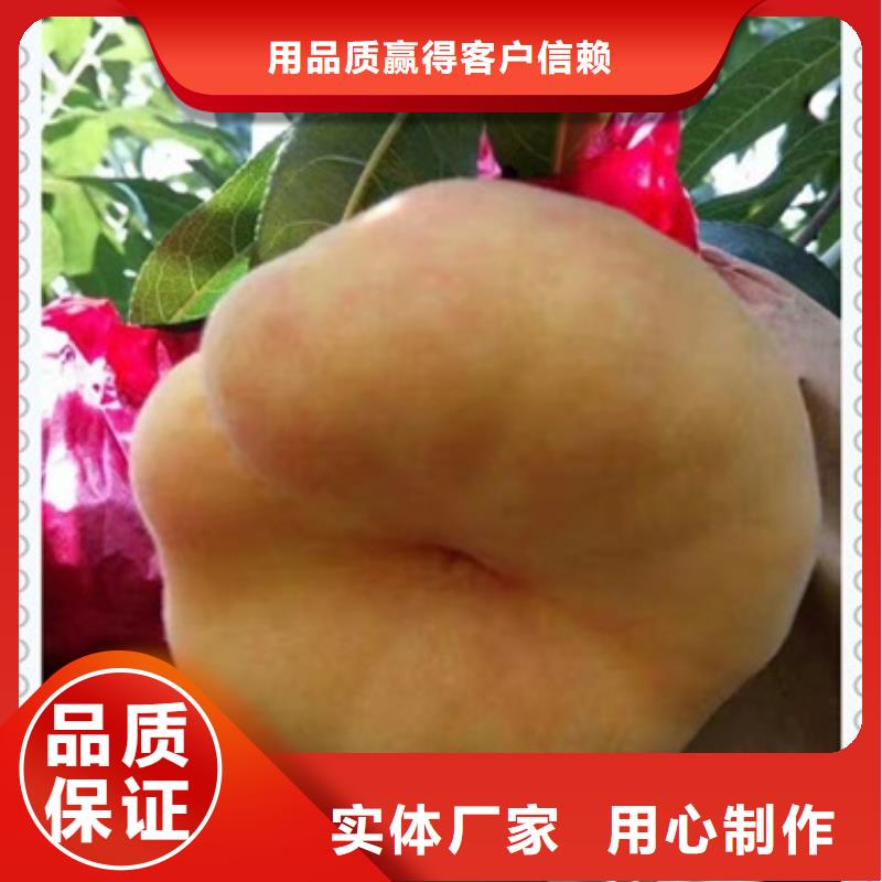 桃樹苗-高標準高質量