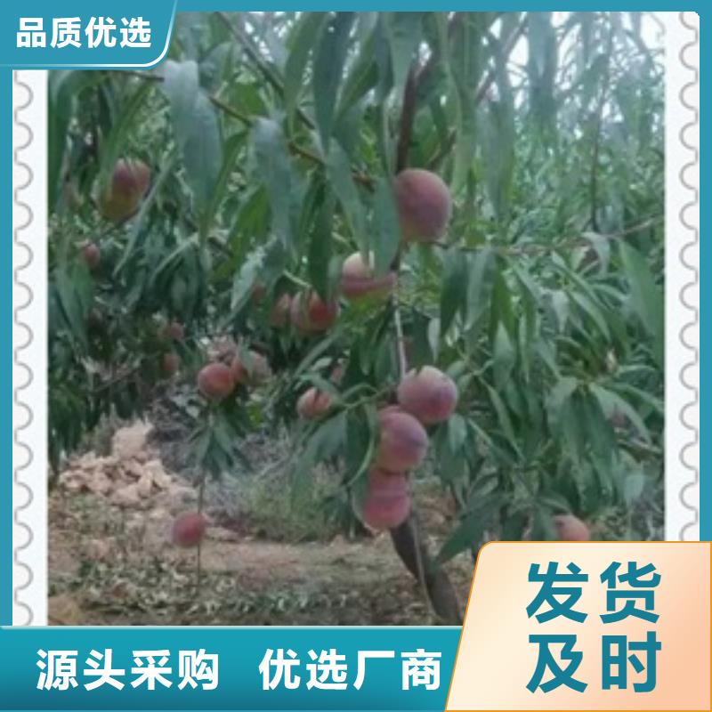 桃樹苗真貨源