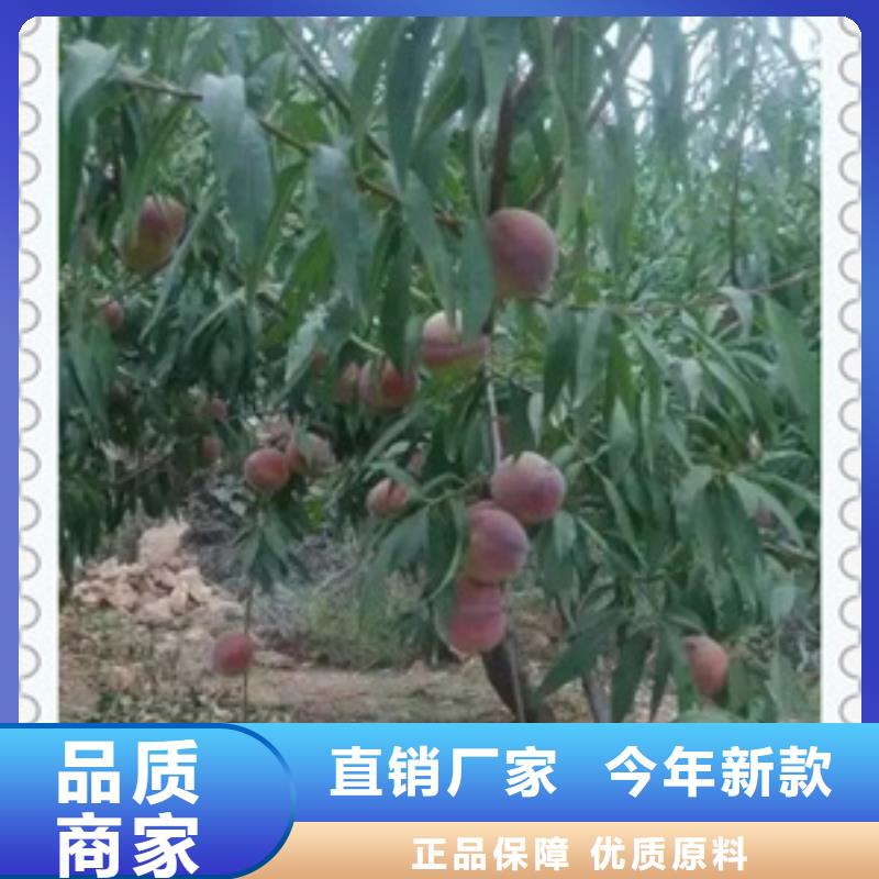 桃樹苗-桃樹苗可信賴