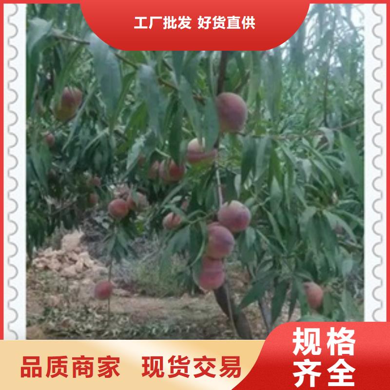 桃樹苗-優質靠譜