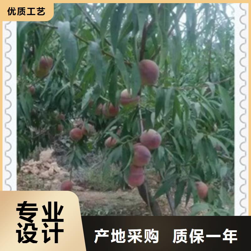 專業銷售桃樹苗-價格優惠