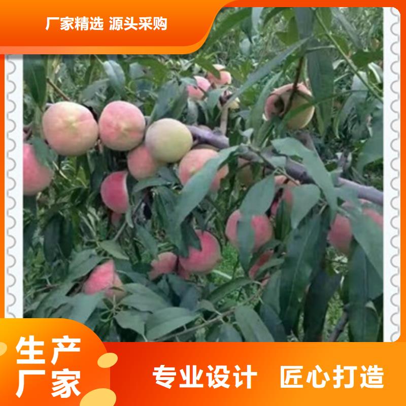 桃樹苗品質有保證
