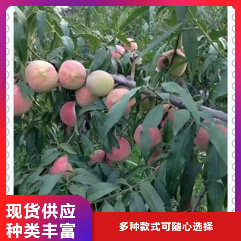 桃樹苗-桃樹苗可定制