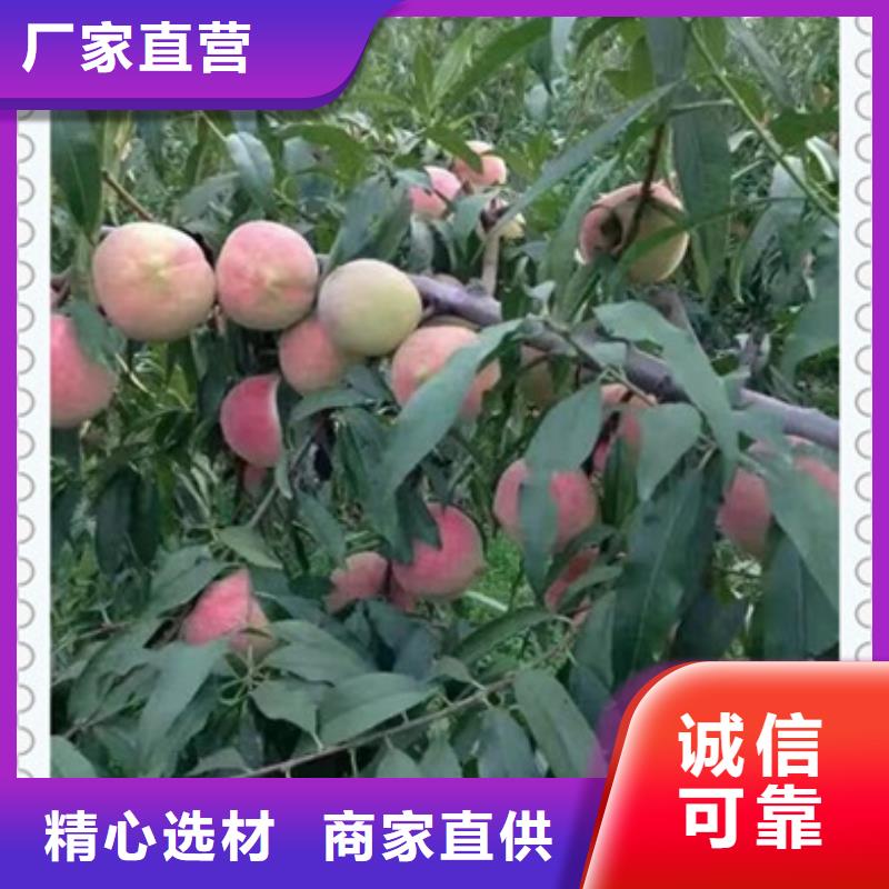 桃樹苗批發零售-定做_興海苗木種植合作社