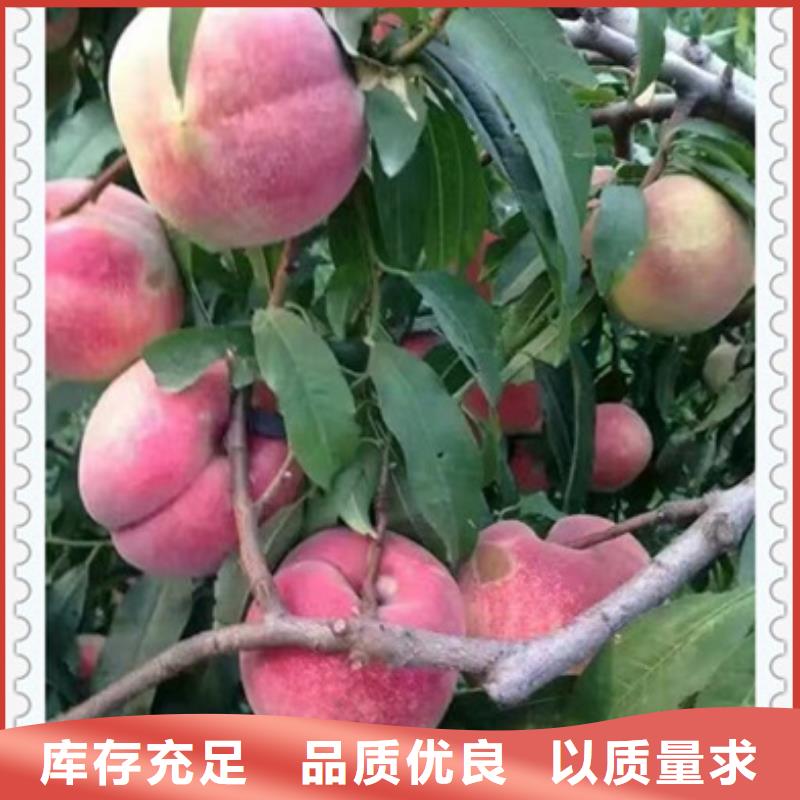 桃樹苗企業-經營豐富