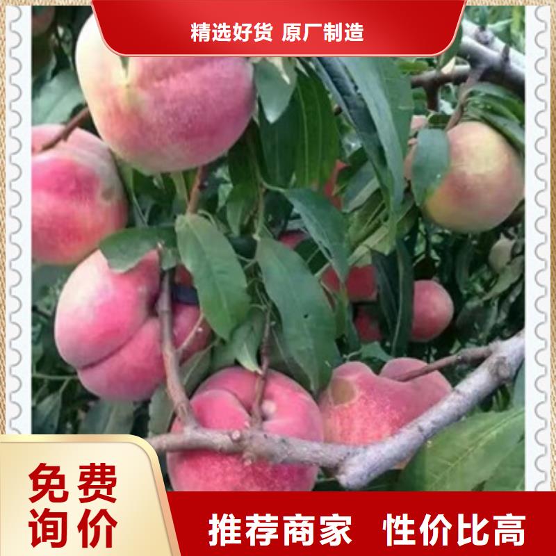 桃樹苗源頭廠家本地報價更優惠