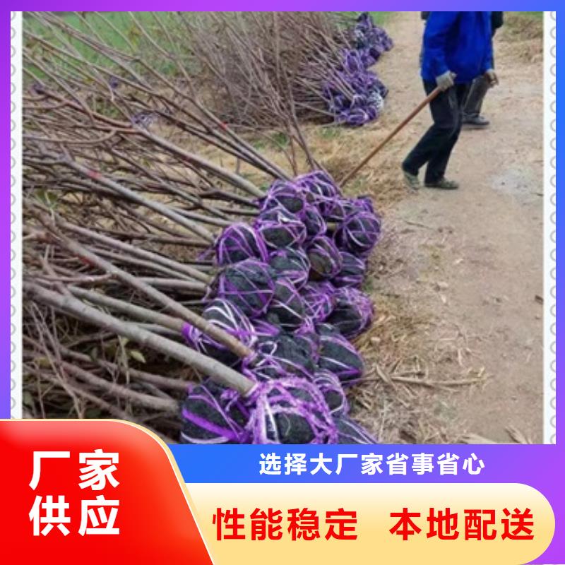 桃樹苗、桃樹苗廠家-發(fā)貨及時
