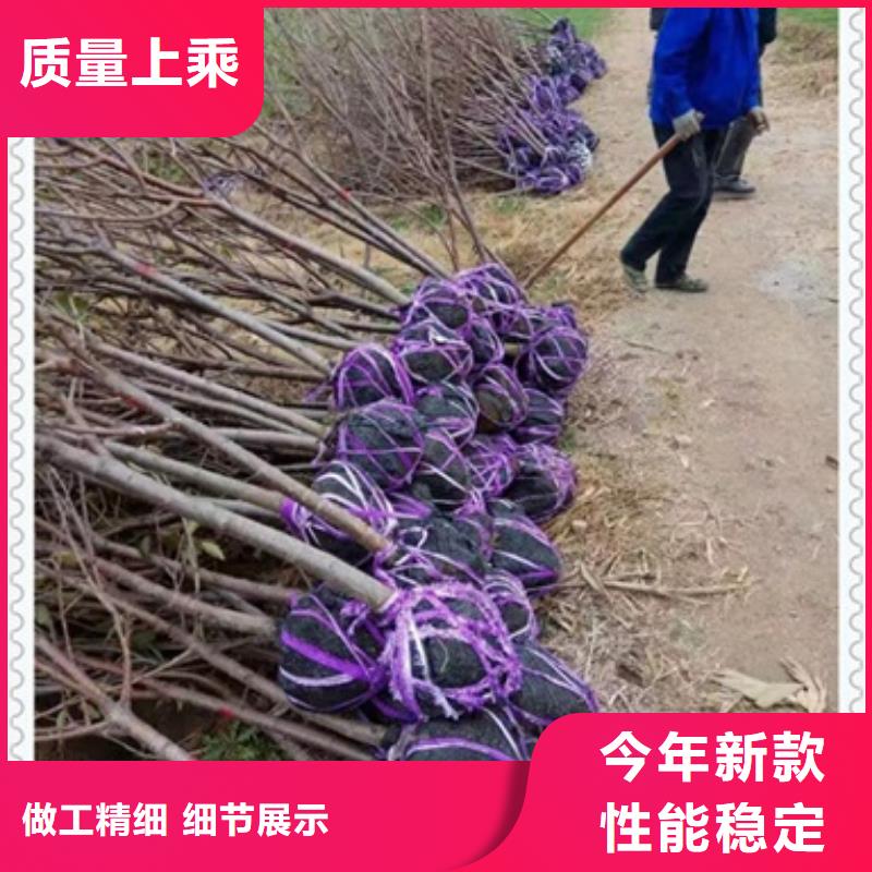 桃樹(shù)苗生產(chǎn)公司
