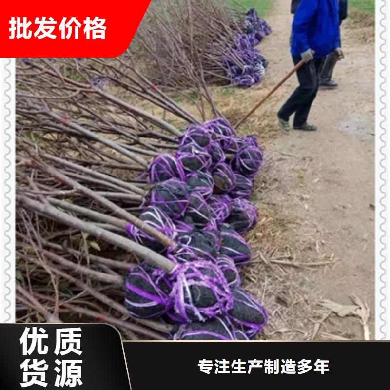 桃樹苗-優質靠譜