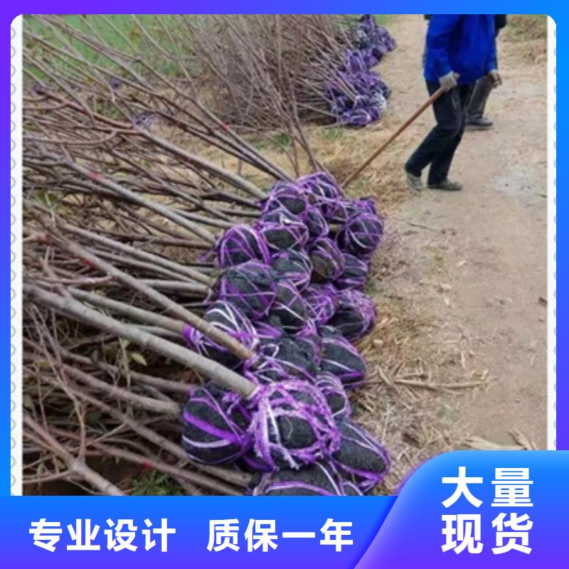 桃樹苗標準