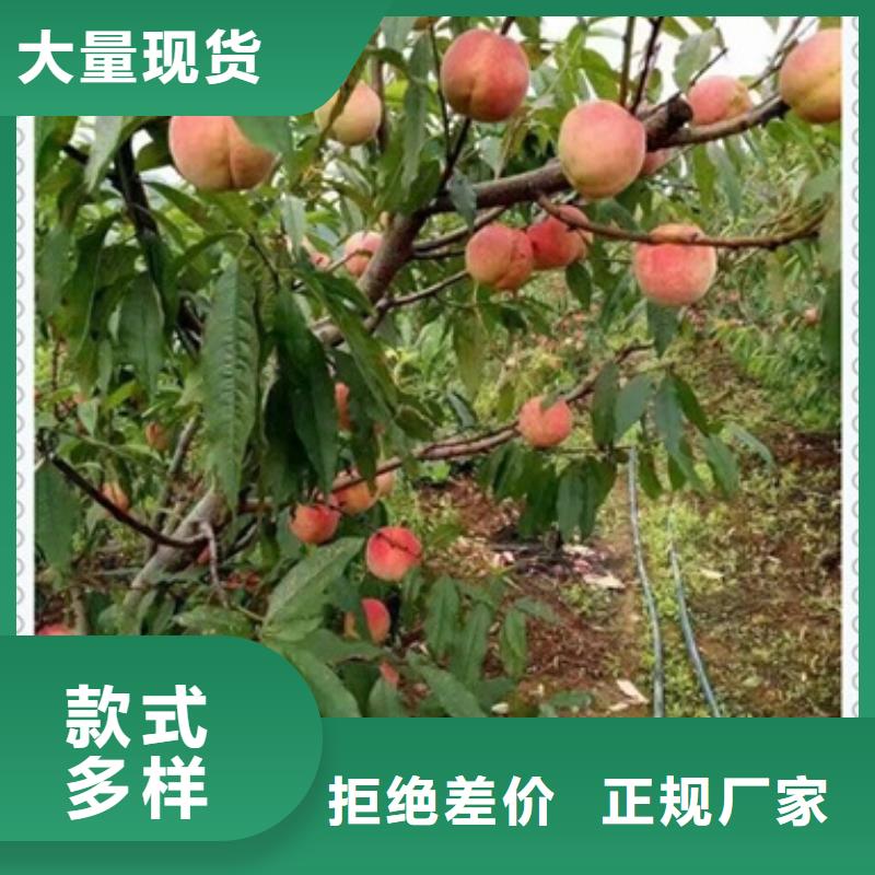 桃樹苗品牌-報價_興海苗木種植合作社