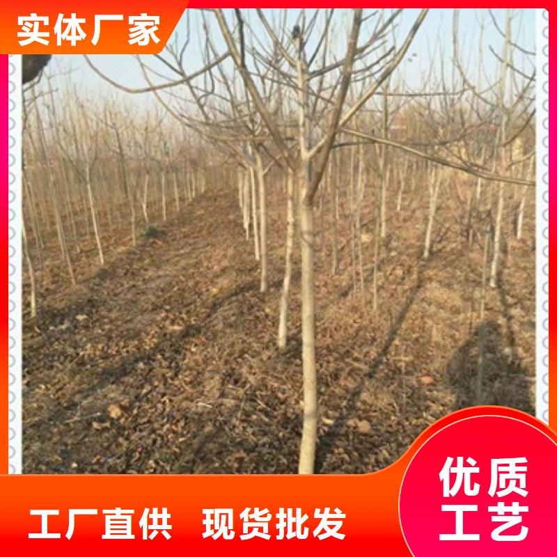 桃樹苗企業-經營豐富