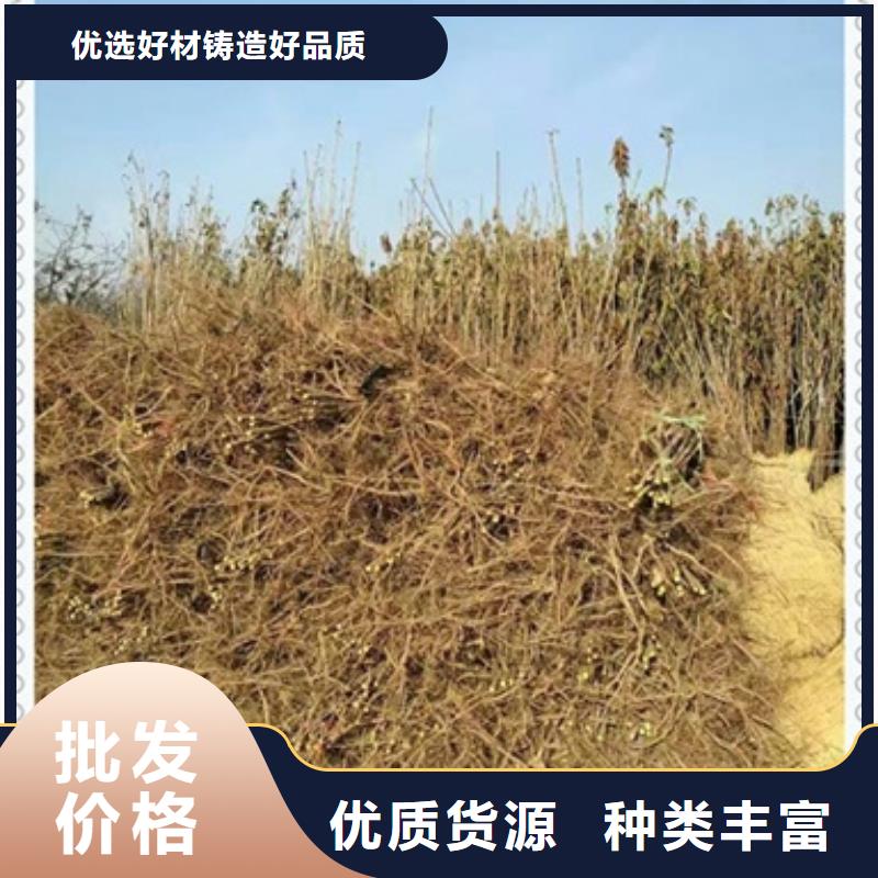桃樹苗便宜批發