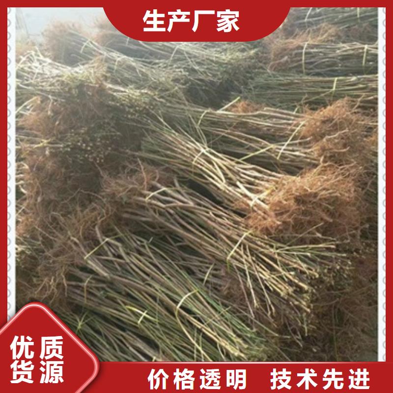 桃樹(shù)苗-桃樹(shù)苗質(zhì)優(yōu)價(jià)廉