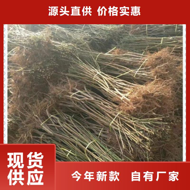 桃樹苗、桃樹苗廠家-型號齊全